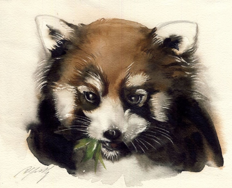 Alfred Ng - Red panda