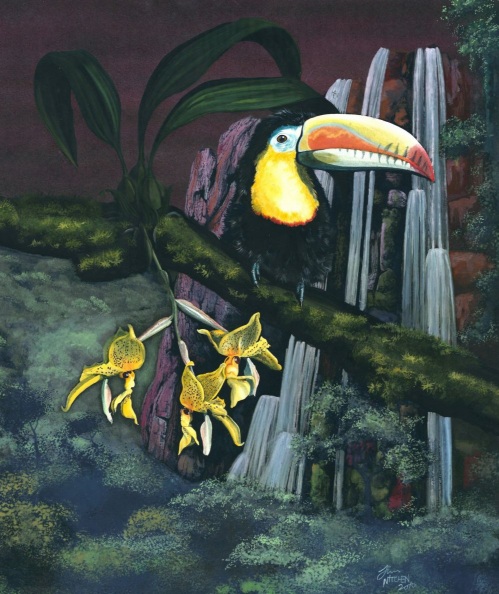 James William Nitchen - Keel-bill Toucan and the Stanhopea wardii orchid