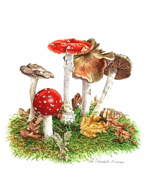 zoe-norman-woodland-mushrooms