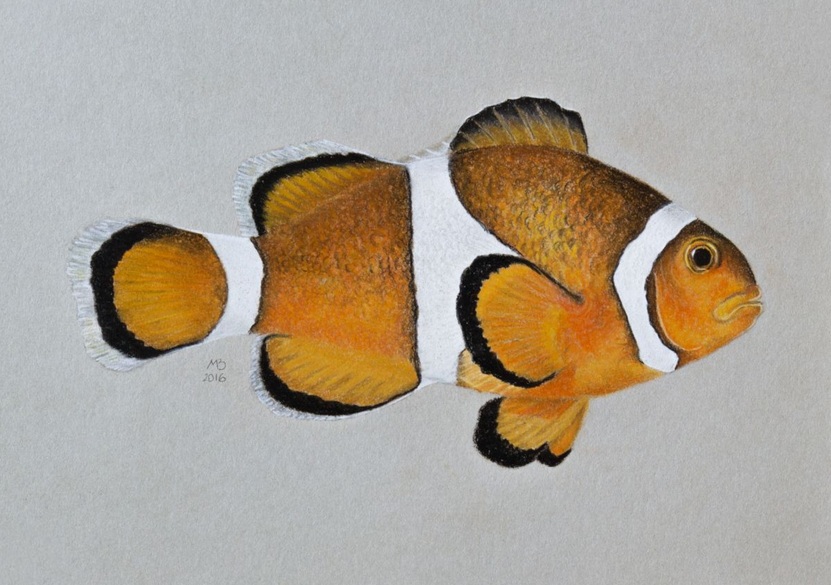 Mikhail Vedernikov - Original pastel drawing Clownfish